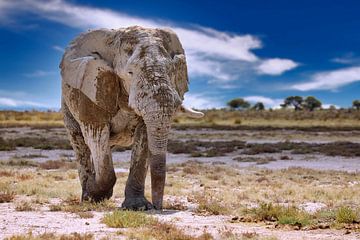 Elefant auf Streiftour in Namibia