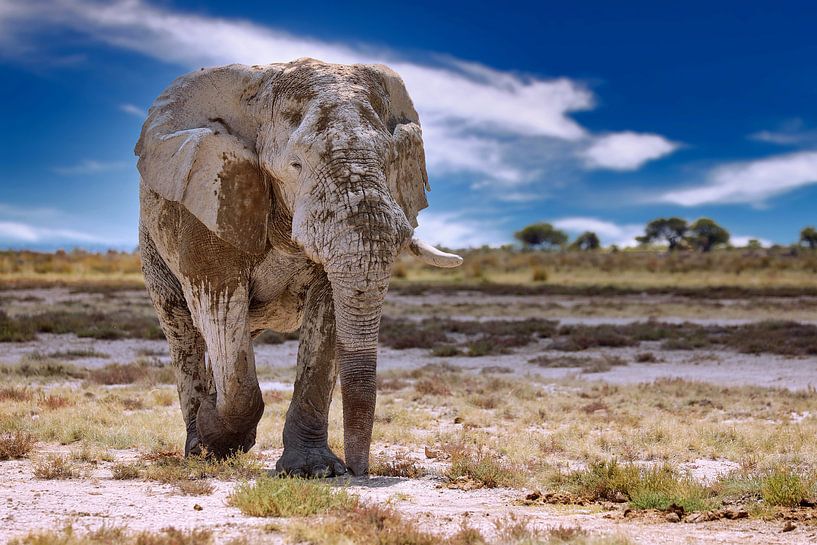 Elefant auf Streiftour in Namibia von W. Woyke