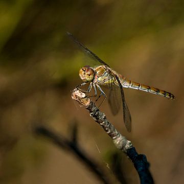 Libelle op de heide. van Alie Ekkelenkamp