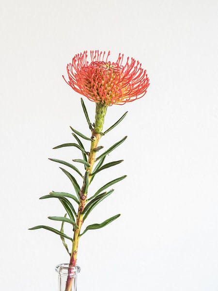 Protea van Gerrit Veldman