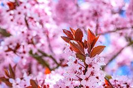 A touch of magic in pink by Photoart-Naegele