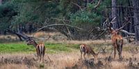 Red deer during the rut by Evert Jan Kip thumbnail