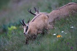 Chamois (Rupicapra rupicapra) Vosges, France by Frank Fichtmüller