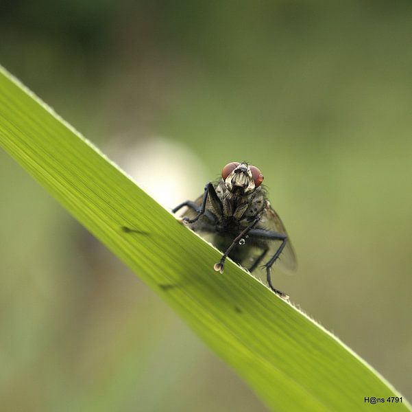 emotie! by Hans van Kaam