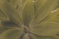 Feuilles d'agave en détail