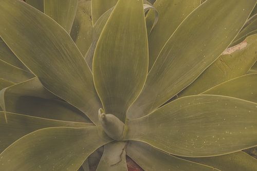 Feuilles d'agave en détail