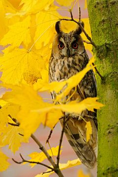 Waldohreule (Asio otus) im Ahorn, im Herbst, goldener Oktober, wildlife, Europa. von wunderbare Erde