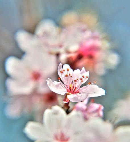 Blossom Close Up