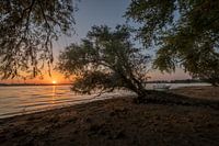 Mangrove in de Betuwe