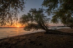 Mangrove in de Betuwe van Moetwil en van Dijk - Fotografie