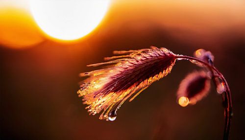 Planten met zonsondergang