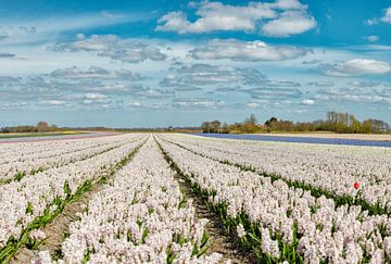 Bollenveld met witte hyacinten en molen, Wimmenum, Noord-Holland