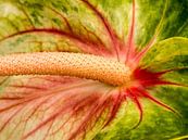 Een close-up van een Flamingo bloem van Wijbe Visser thumbnail