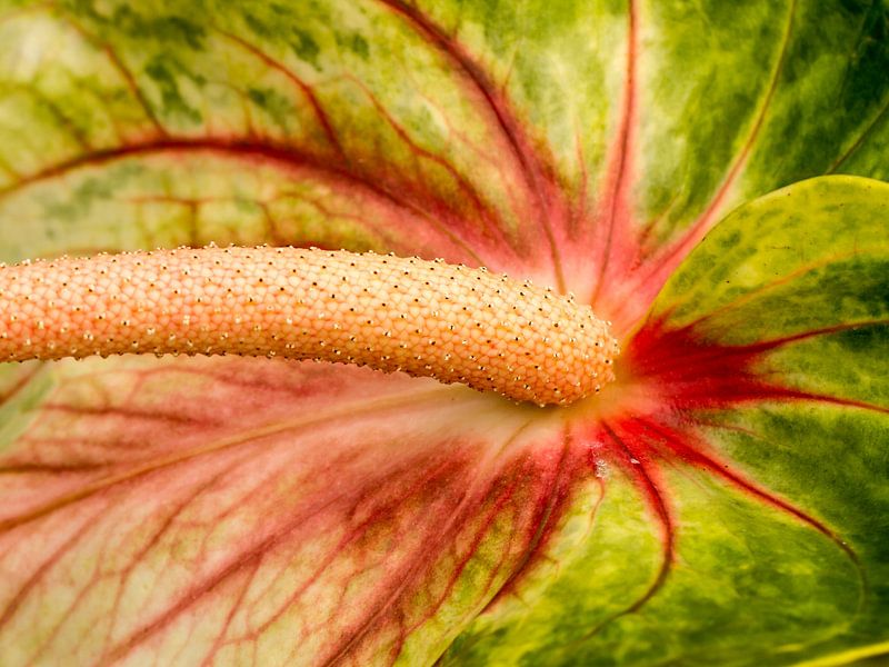 Een close-up van een Flamingo bloem par Wijbe Visser