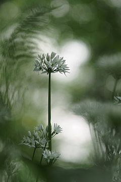 Allium ursinum, wild garlic sur Astrid Brouwers