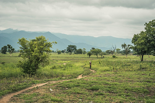 Een Nigeriaanse jongen haalt hout in het veld