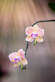 Orchideeën op een stokje