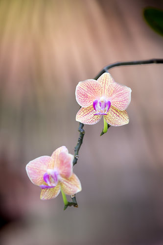 Orchidées sur tige