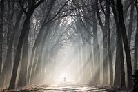 Fietser in een bos met zonnestralen