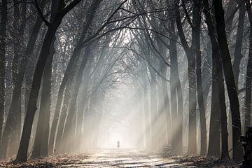 Fietser in een bos met zonnestralen