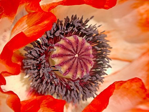 Closeup van het hart van een picotee klaproos