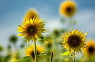 Zonnebloemen van Photoart-Naegele thumbnail