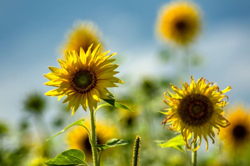 Zonnebloemen van Photoart-Naegele