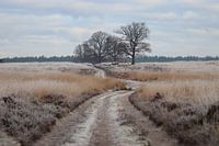 Winter Deeler Forest