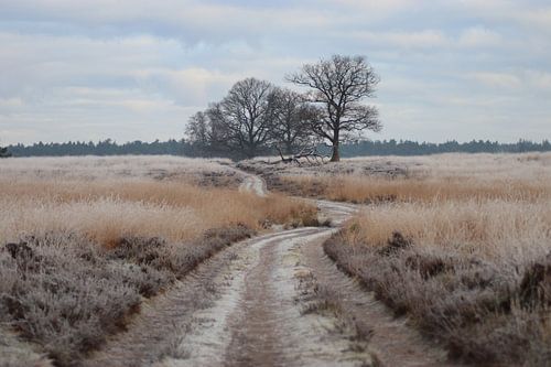 Winters Deelerwoud