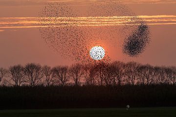 Spreeuwenzwermen tegen ondergaande zon