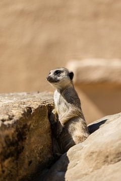 meerkat by Marcel Geerings
