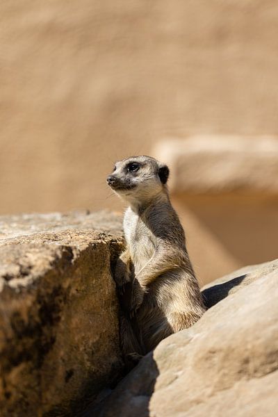Erdmännchen von Marcel Geerings