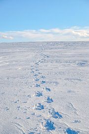 Schneeschuh Fußspuren auf dem Schnee von Leo Schindzielorz