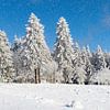 Silence hivernal en Thuringe : Un panorama de feuillus enneigés, de colonnes de sapins et de forêts denses sous un ciel bleu profond avec de douces chutes de neige sur AidasignArt