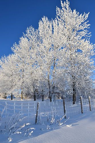Berijpte bomen in de winter