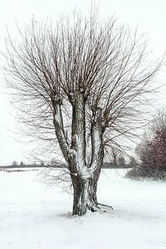 Een oude knotwilg in de sneeuw van Marga Vroom