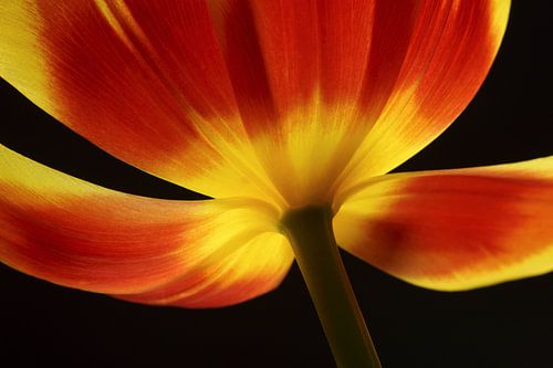 Rood met gele Tulp tegen een zwarte achtergrond