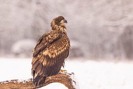 Seeadler, Haliaeetus albicilla. Raubvögel.