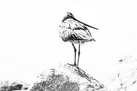 Dreamy Red-tailed Godwit by Dieverdoatsie Fotografie