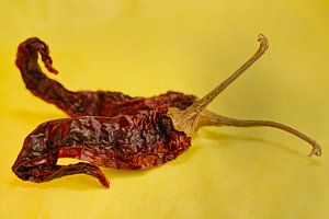 Zwei rote getrocknete Hot-Chili-Paprikaschoten auf gelber Landschaft