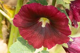 Stockrose von hans kuhne