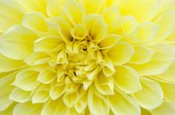 Gele Dahlia van Pierre Timmermans thumbnail