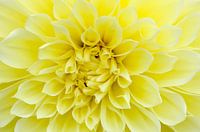 Gele Dahlia