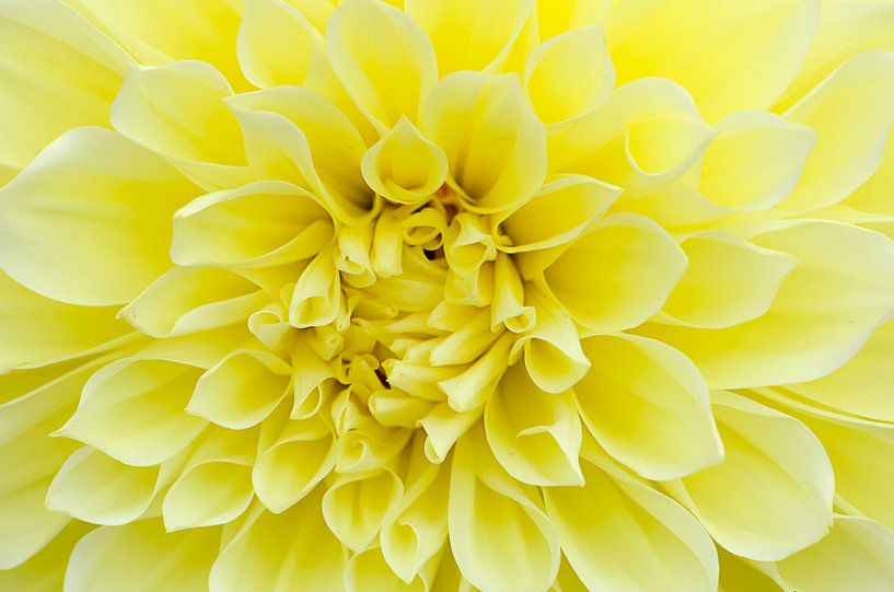 Gele Dahlia van Pierre Timmermans