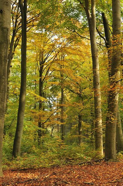 Buchenwald mit Herbstfarben von Corinne Welp