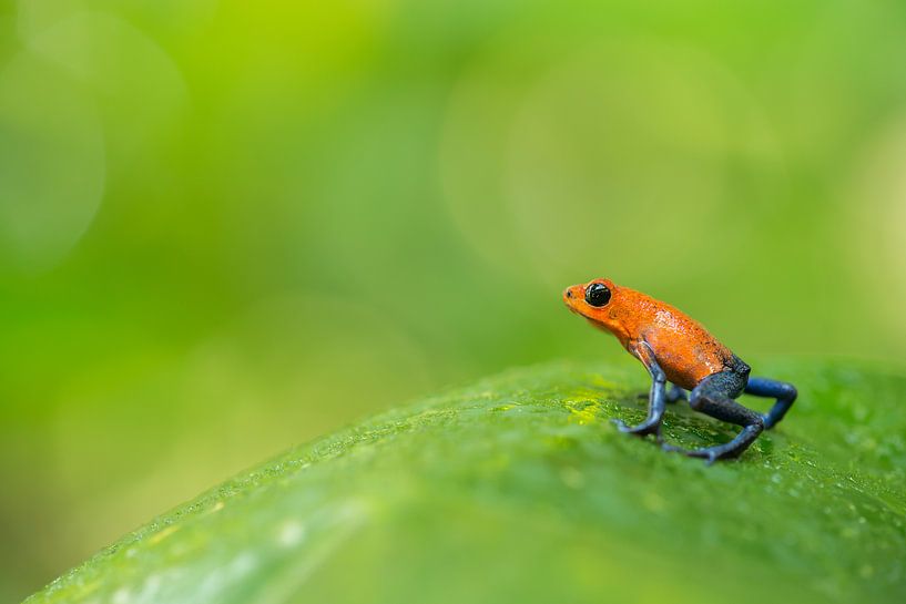 Blue jeans frog on a green leaf against a green background by Elles Rijsdijk