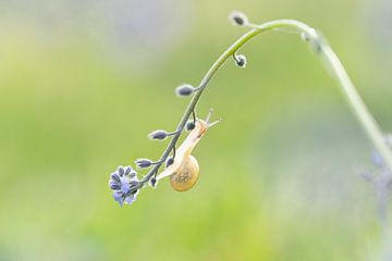 Schnecke auf Blume