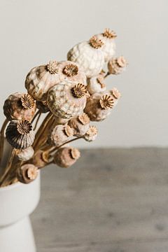 Still life with dried poppy bulbs (3) by Mayra Fotografie