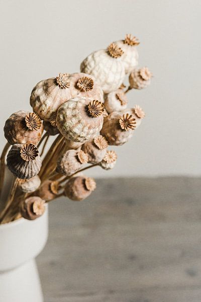 Stilleven met gedroogde papaverbollen (3) van Mayra Fotografie