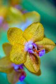 Phaleanopsis Orchid by Steffen Gierok